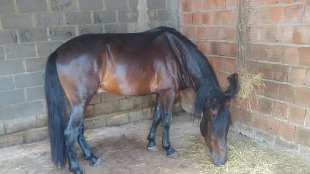 Cavalo mangalarga bom de macha picado