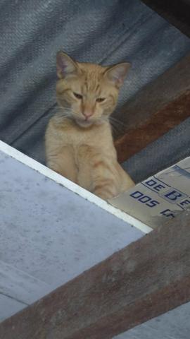 Doação *leia a descrição