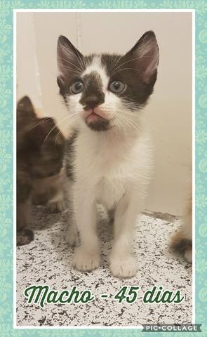 Gatinhos para adoção