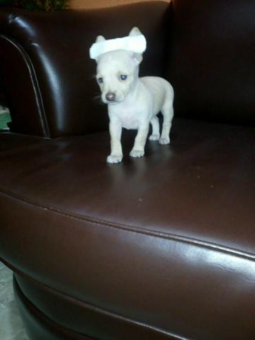 Pinscher Fêmea mini