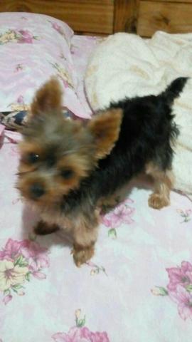 Troco o Zéquinha tem 1 ano e 4 mês adulto