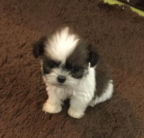 Vendo Lhasa apso