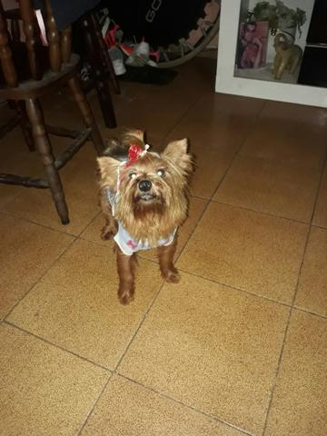 Yorkshire macho 2 anos