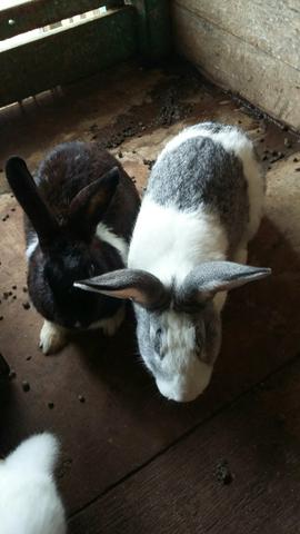 2 casal de coelhos em Ji Parana