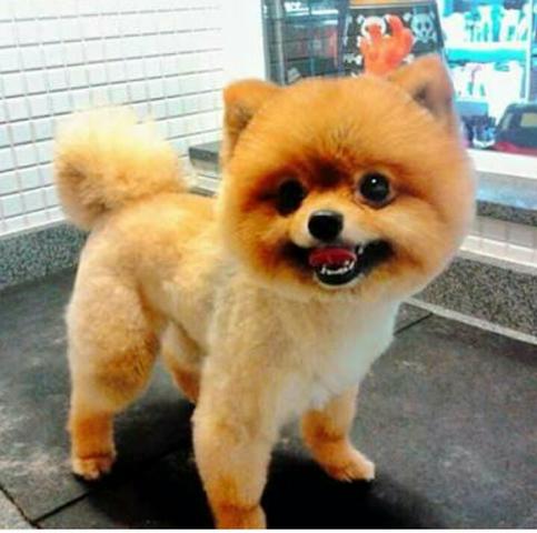 Alguem vendendo um lulu ursinho?