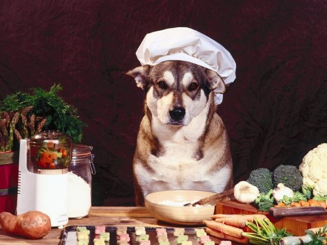 Alimentação e Cuidados Naturais para Cães guia completo
