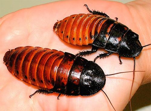 Barata de Madagascar - Casal Jovem