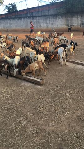 Cabritos e cabras no atacado