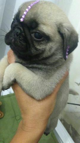 Fêmea da raça pug !!! Pronta entrega !!!