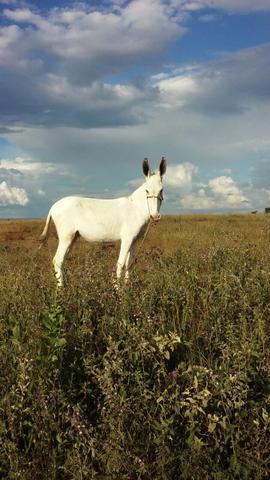 Jumento pega andaluz
