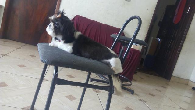 Linda shutuz 7 meses porte pq