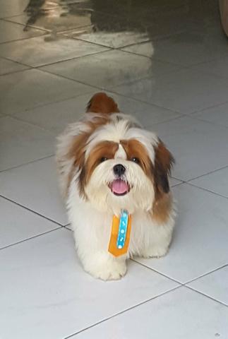 Shitzu macho para cruzar