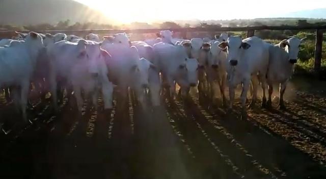 Vendo: 32 novilhas Nelore