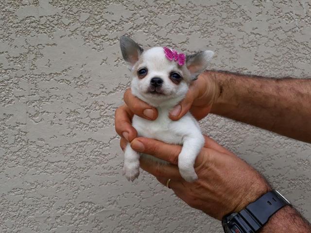 Chihuahua Fêmea Micro Branca Pedigree CBKC