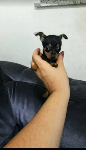 Pinscher fêmea mini Ultima