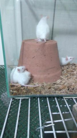 Ratos camudongo e neonatos