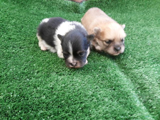 Spitz Alemão fêmea tricolor e macho laranja