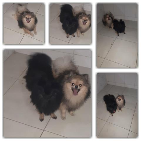 Casal de Spitz Alemão adulto com pedigree