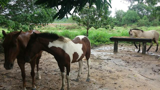 Cavalos a venda