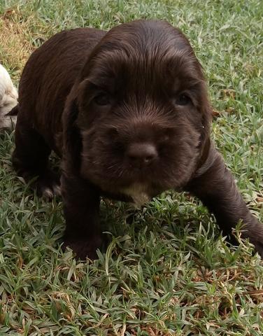 Cocker Spaniel Inglês