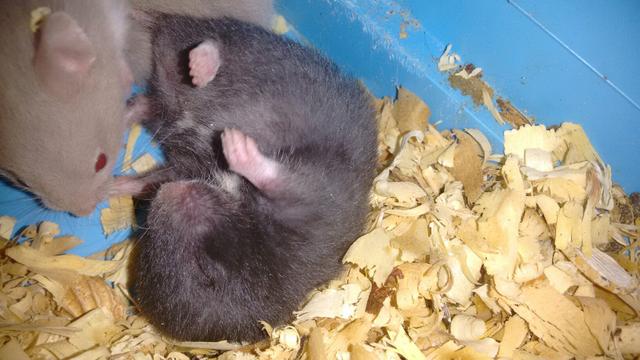 Hamster sírio- ANÁPOLIS