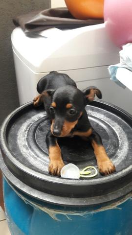 Pinscher 230$