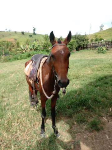 Potra marcha picada inicio de doma