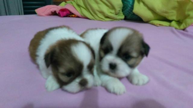 Shihtzu Fêmeas