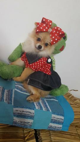 Spitz alemão fêmea toda vacinada valor 