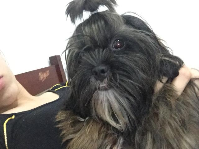 Vendo Shih tzu fêmea