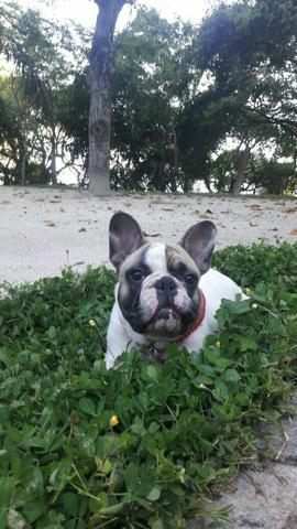 Vendo esse lindo macho de Buldogue francês
