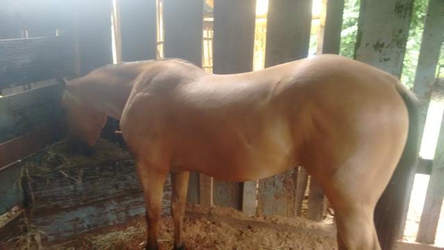 Cavalo QM registrado