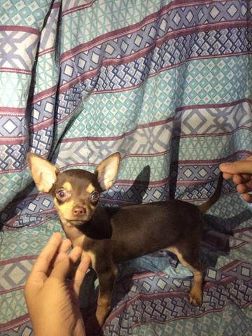 Chihuahua macho chocolate