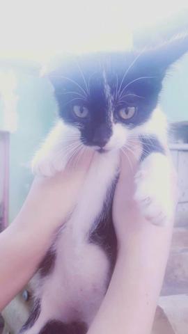 Gatinho macho para doacao