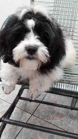 Lhasa apso com 9 meses