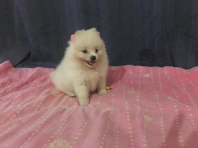 Lulu da pomerania