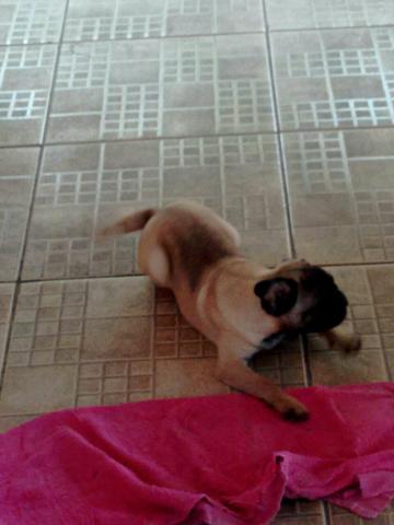 Pug fêmea