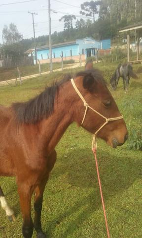 Vendo égua prenha 500 reais