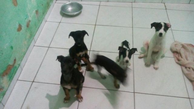 Adoção com responsabilidade