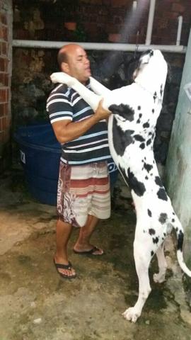 Cão disponível para cruzar