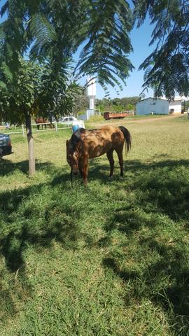 Egua baia com papel meio sangue 7 anos pronta team penning e laço