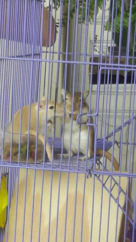 Esquilos da Mongólia