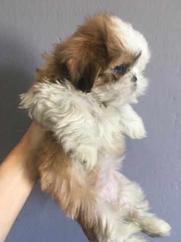 Linda Shih Tzu branca com dourada