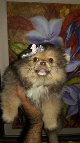 Lulu pomerania