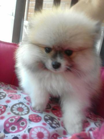 Lulu ursinho para o dia das mães