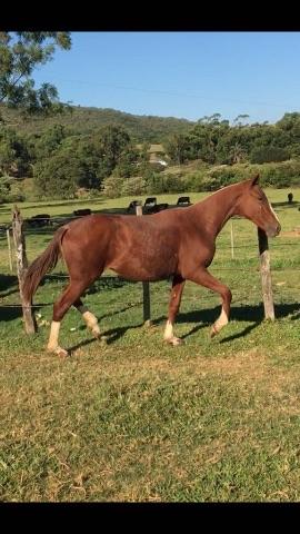 Mangalarga Registrado