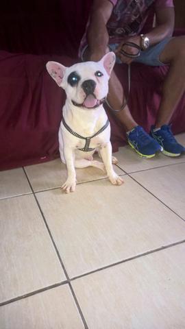 Vendo lindo bulldog francês