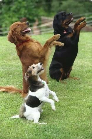 Adestramento de cães