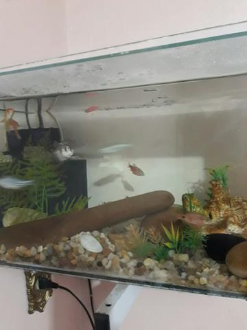 Aquário 45 litros - completo