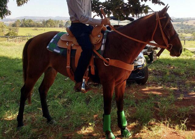 Cavalo Quarto de Milha Buldogue